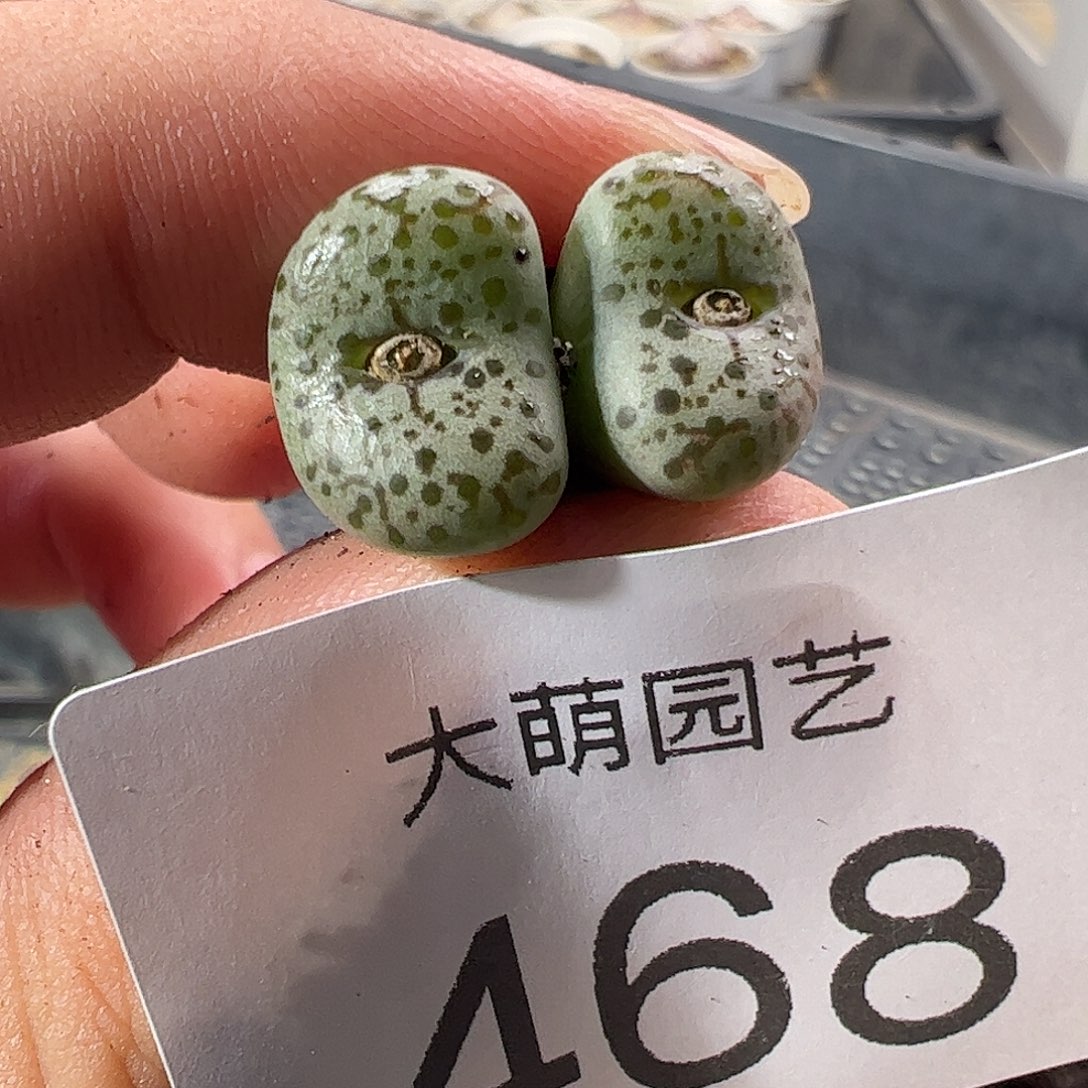 一物一拍。          468