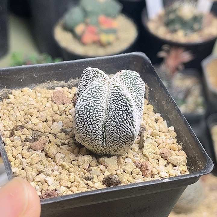 小***画恩冢鸾凤玉实生球3公分