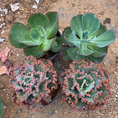 美***生65 号包菜系列补赠共 4 棵