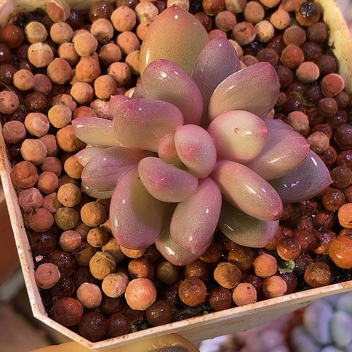 香香雪锦多肉植物