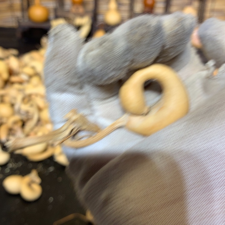 八宝鱼也好香的哈好想