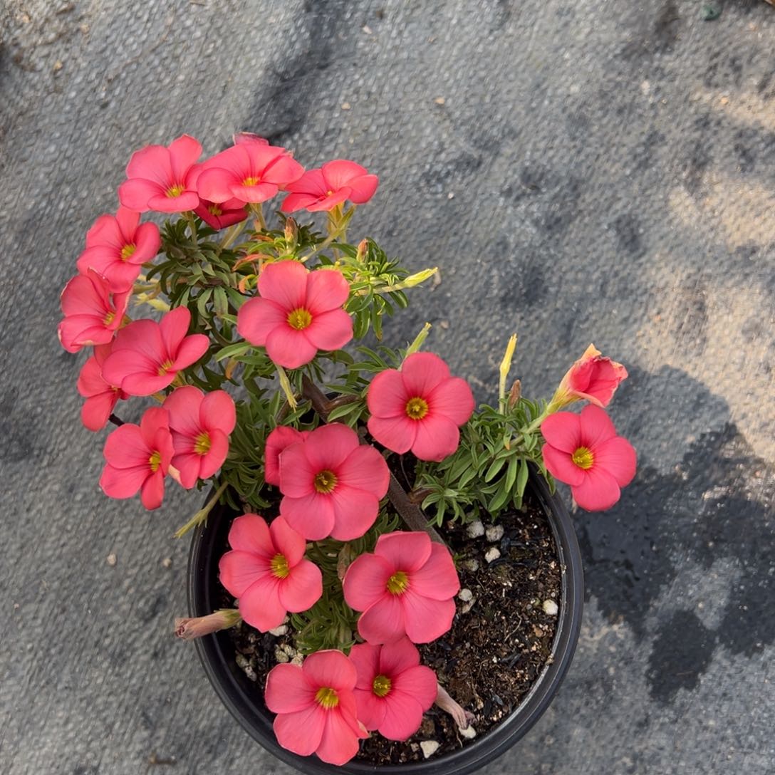 知***乐完全开放血月长发盆栽苗