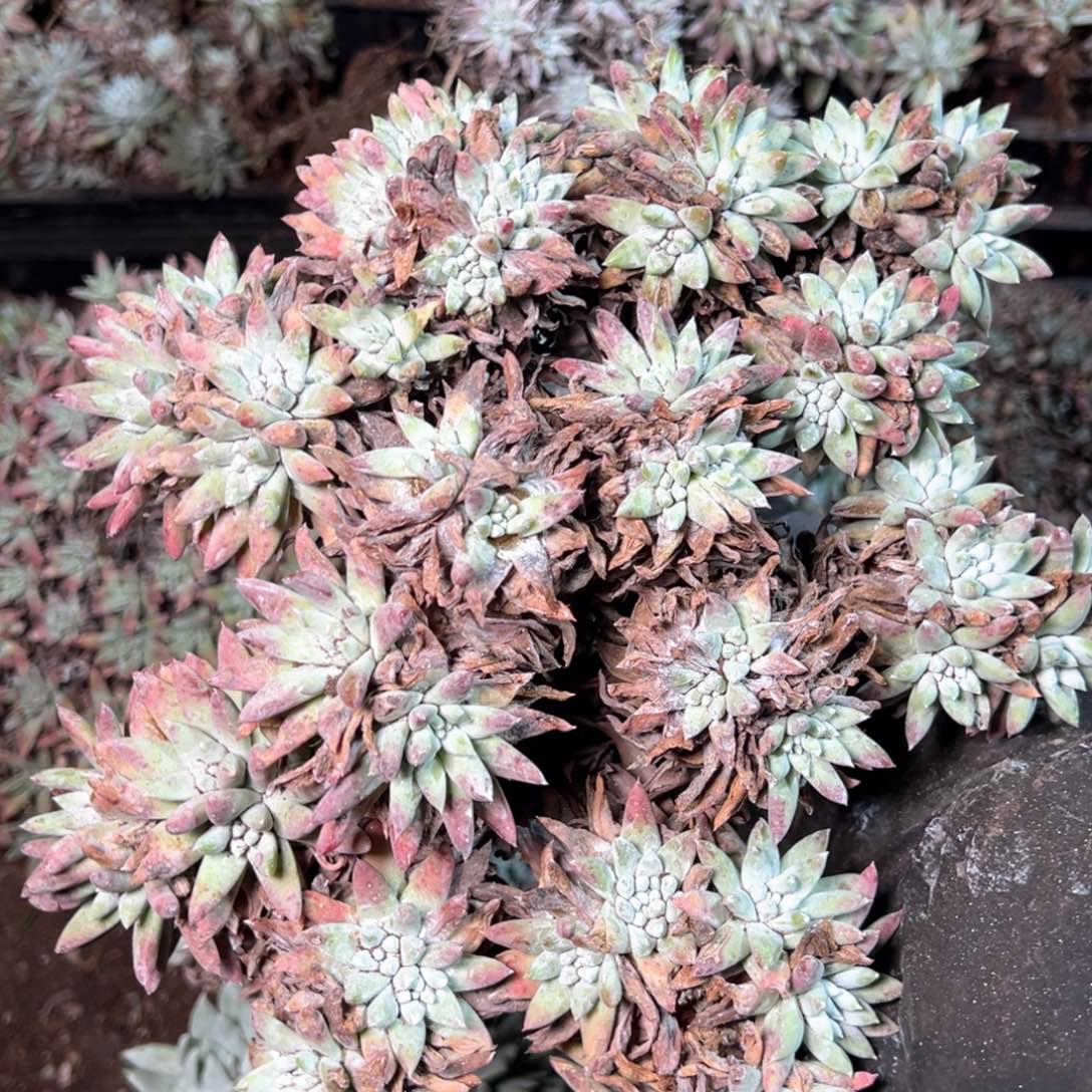 6976哈哈哈哈哈哈哈哈