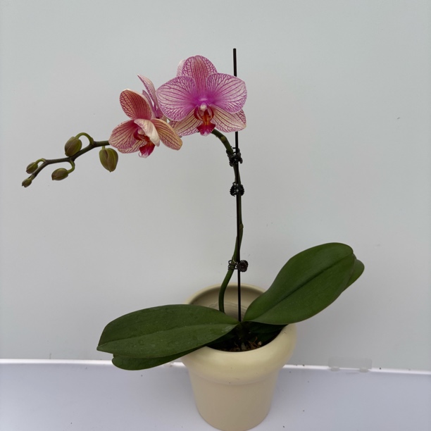 【超群水晶】梦语花卉培育蝴蝶兰美观家用观赏3.0寸杯