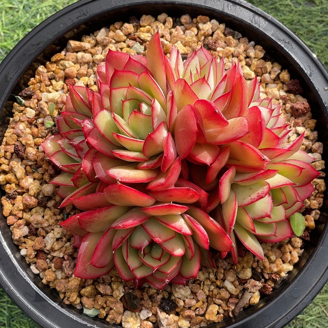 多肉植物脱土包邮