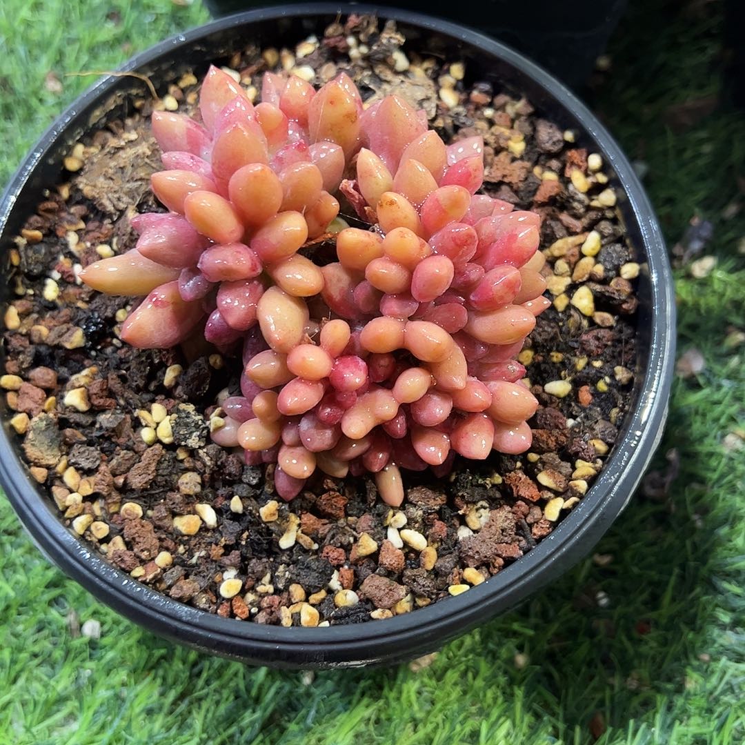 桃花源缀219号多肉