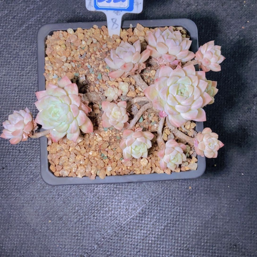 黎***号2520奶油美人寄养