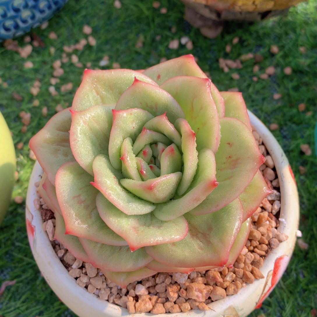 蔷薇锦10 公分一物一拍