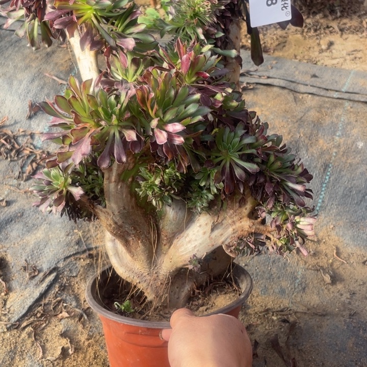 1058，黑法师缀包邮