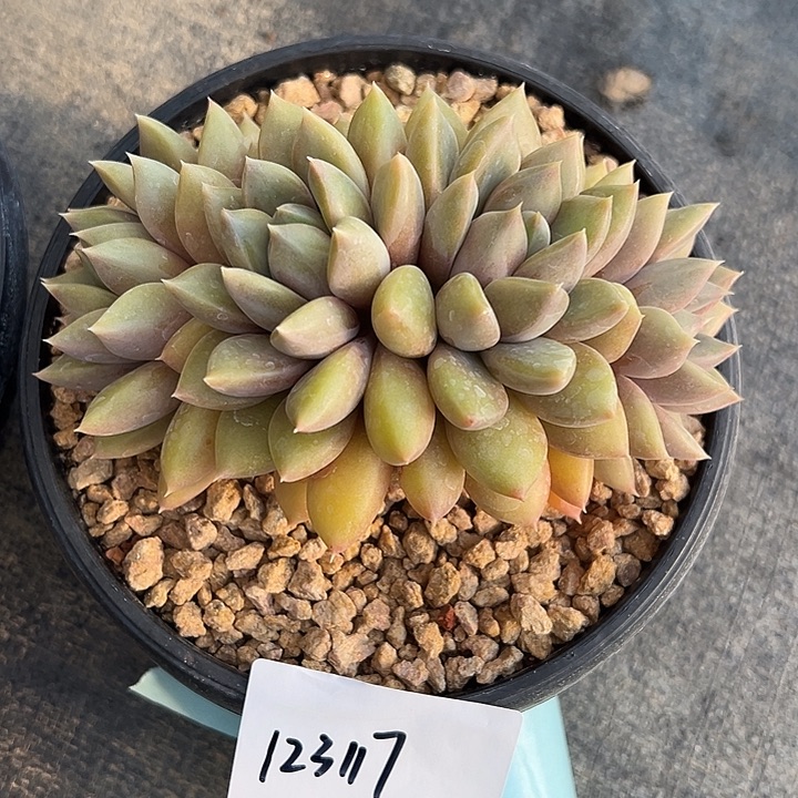 123117 黄象牙群生无砍朵朵