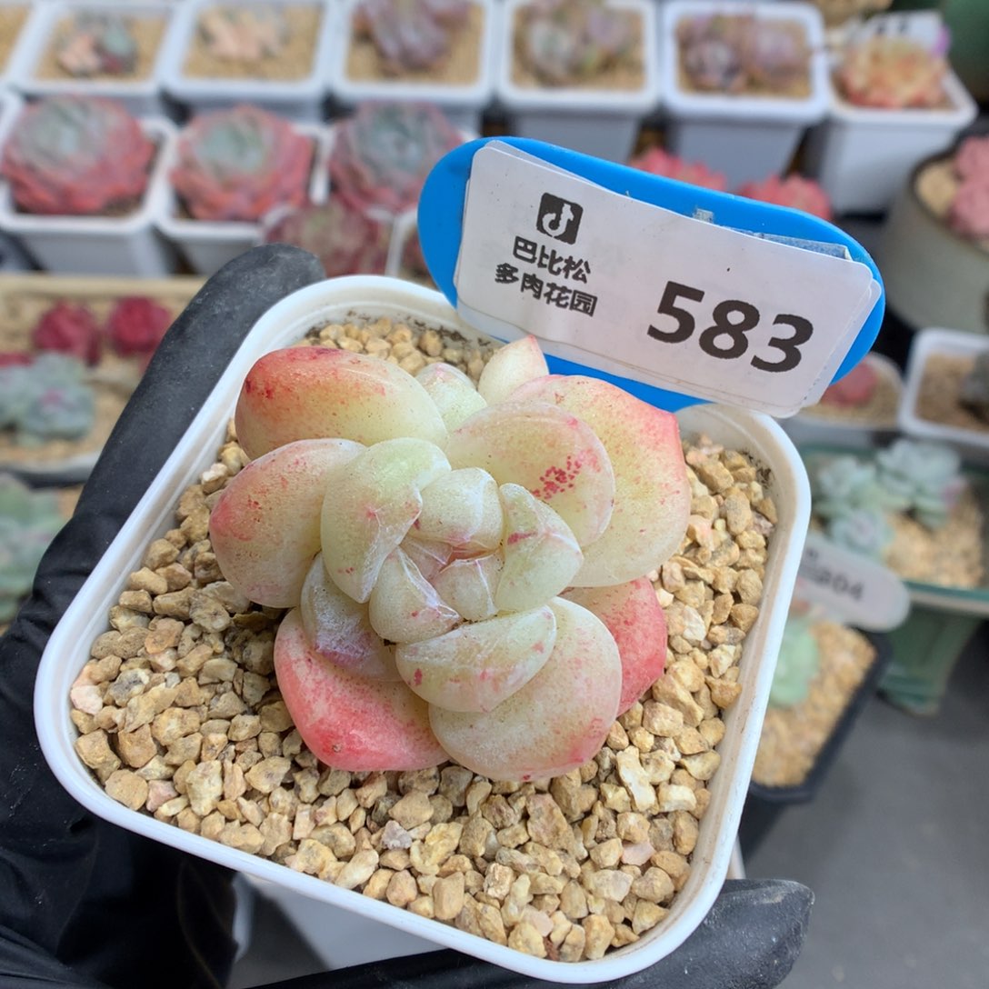 583 冰玉石化多肉