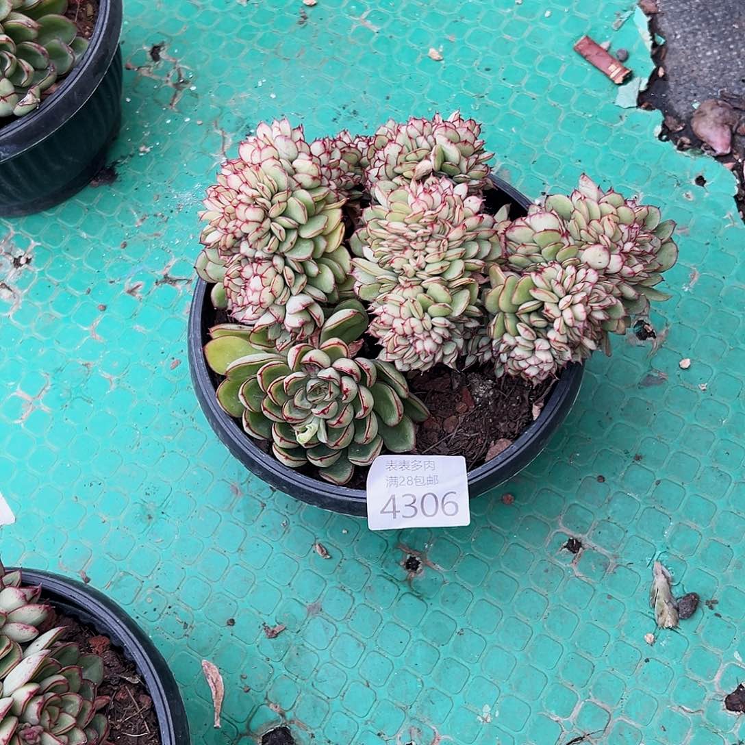 9号*️****我们的确是一个很4306