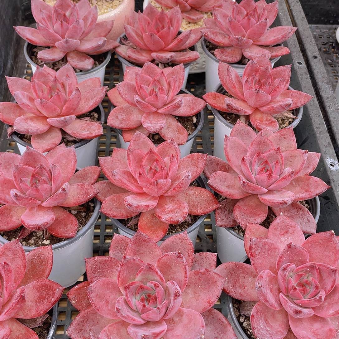 量拍80号 红糖卡大单头一个