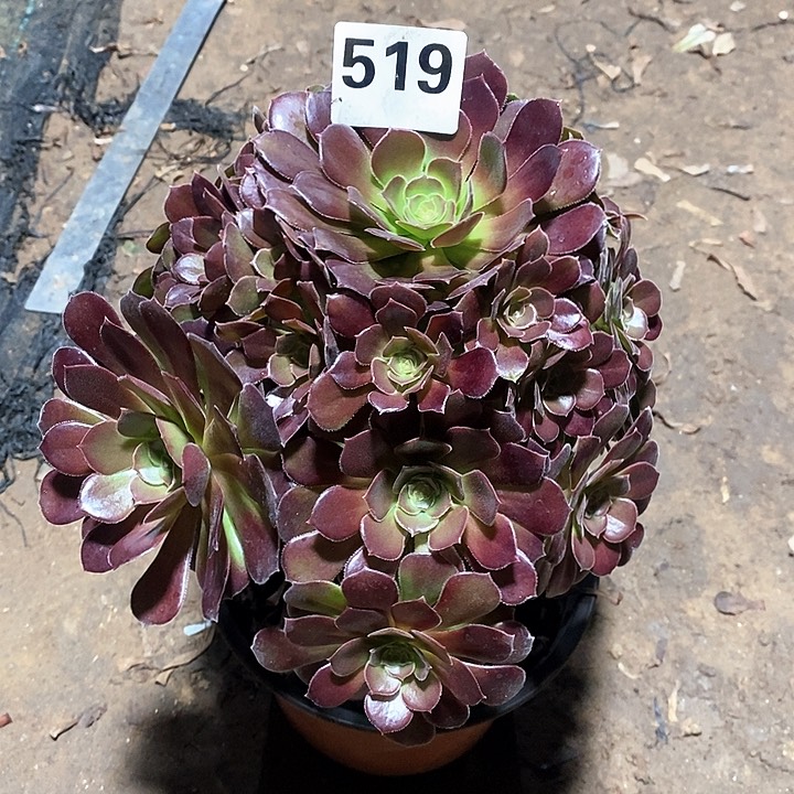 法师植物一物一拍