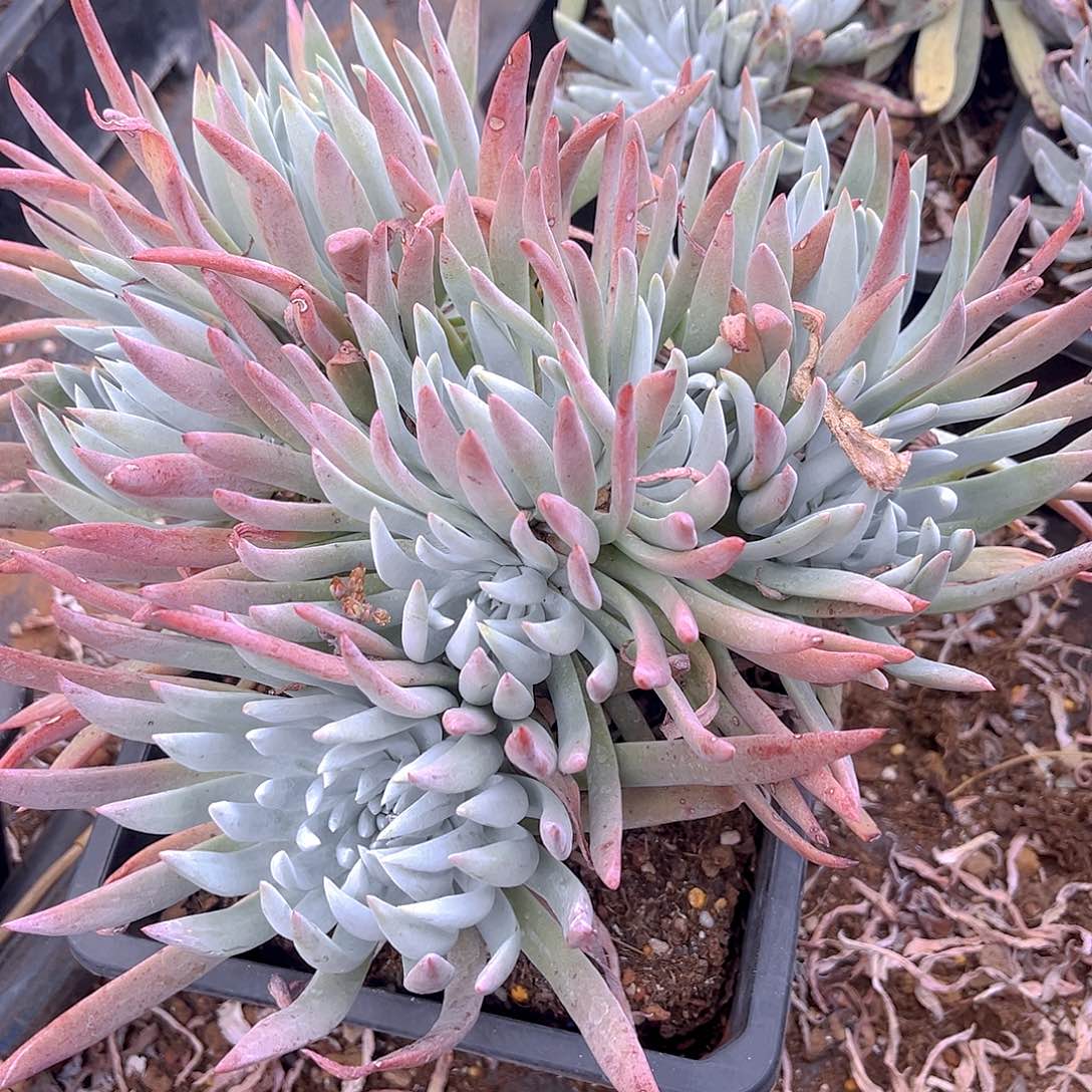 海瑟杂法瑞老桩多头