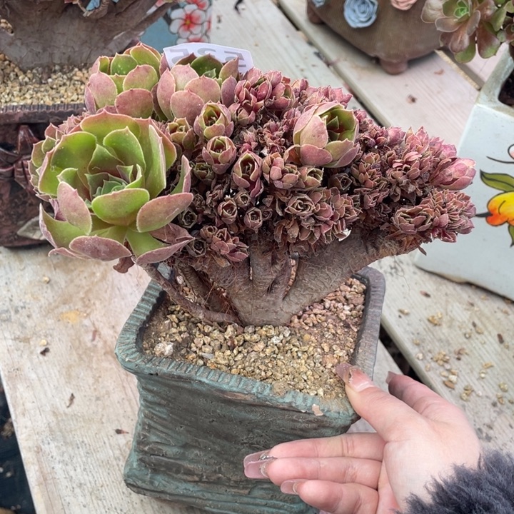 多肉和蔬菜都要放到地上去