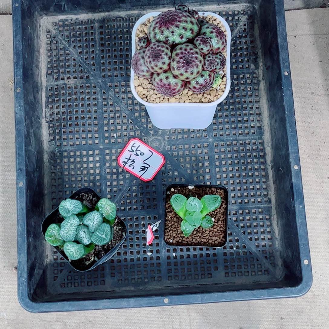 紫丽丸虞美人一勿一拍