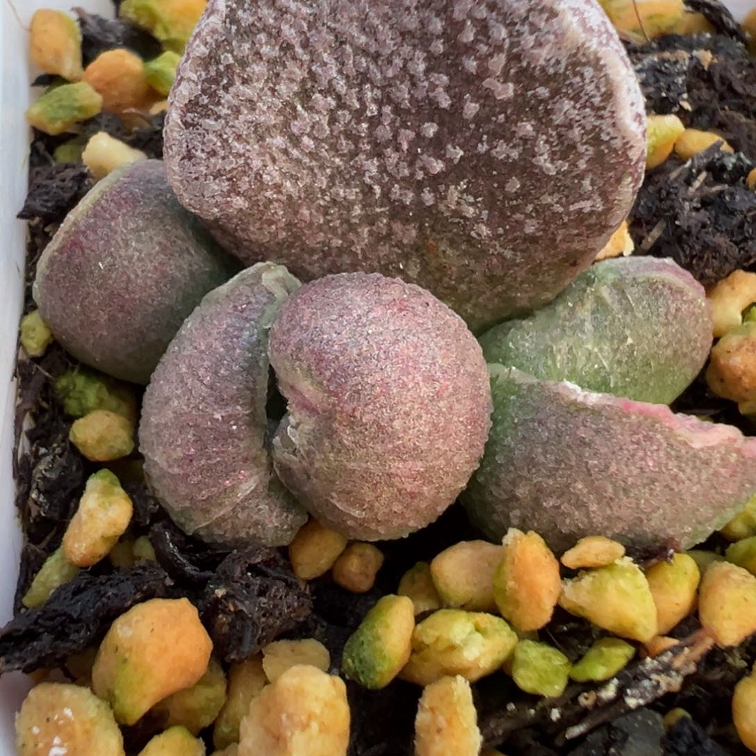 实生新品多肉植物水泡多肉植物