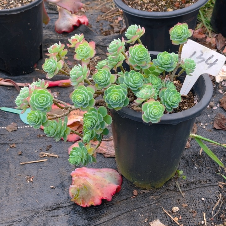 ****.薄化妆多肉植物134