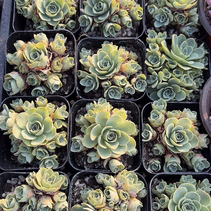 山地玫瑰满12.9包邮