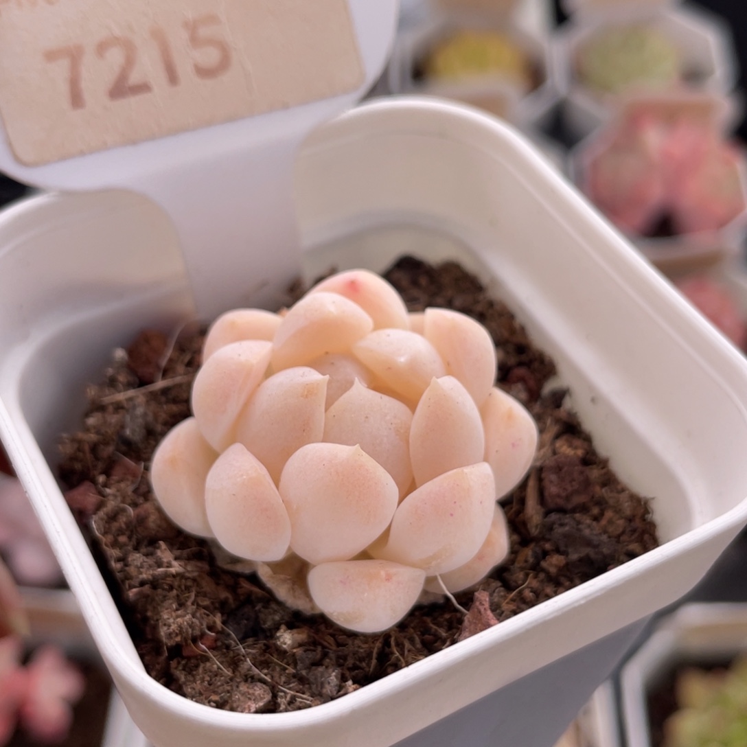 白桃汽水7215-3.5厘米