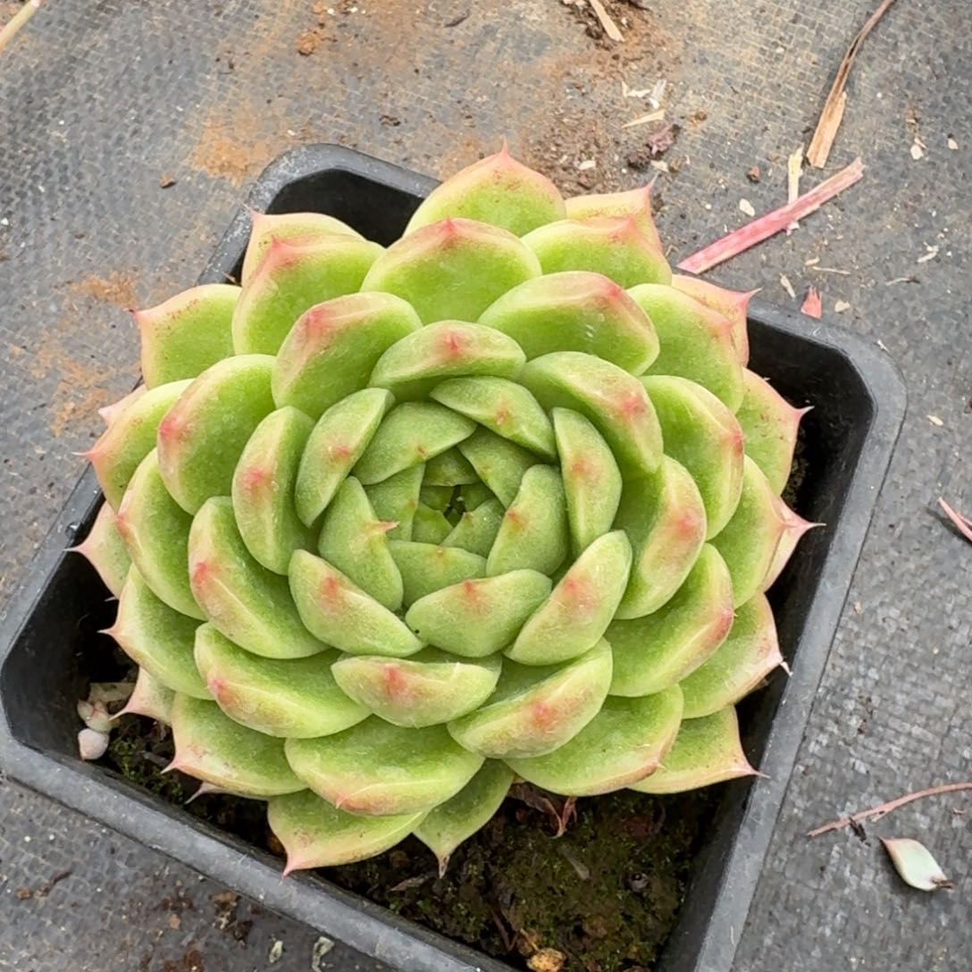 多肉杂交一物一拍28-61