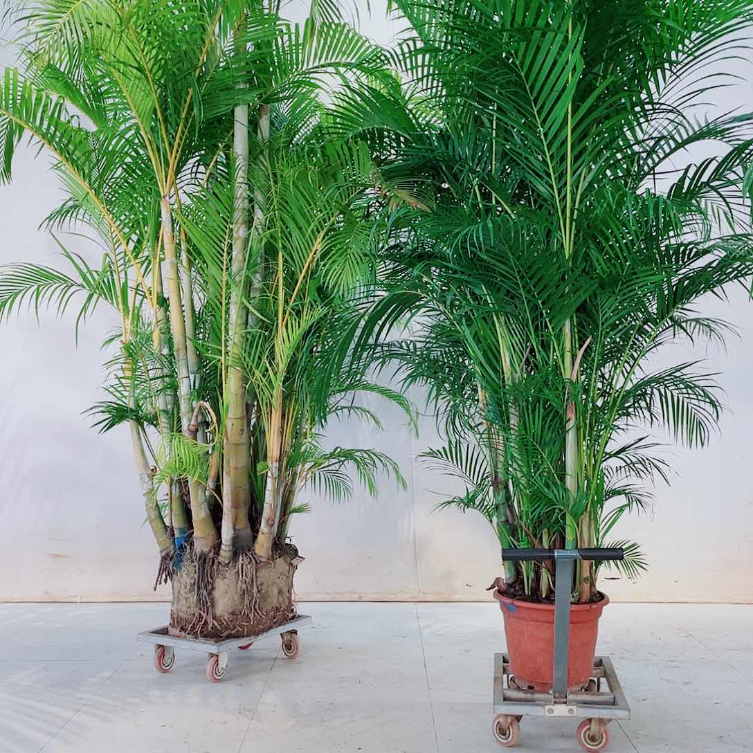 无花朵老*898889999