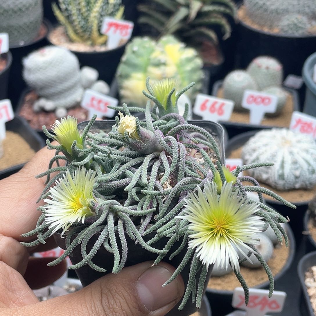 天赐 块根 致远多肉