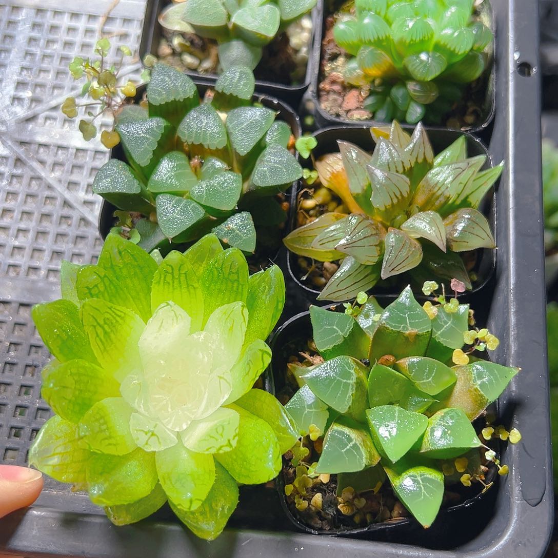 肖***呵5239多肉植物多肉多肉