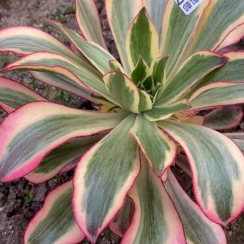 247魅影满25包邮多肉