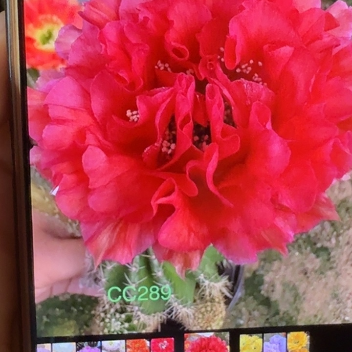 仙人球彩草歪cc289