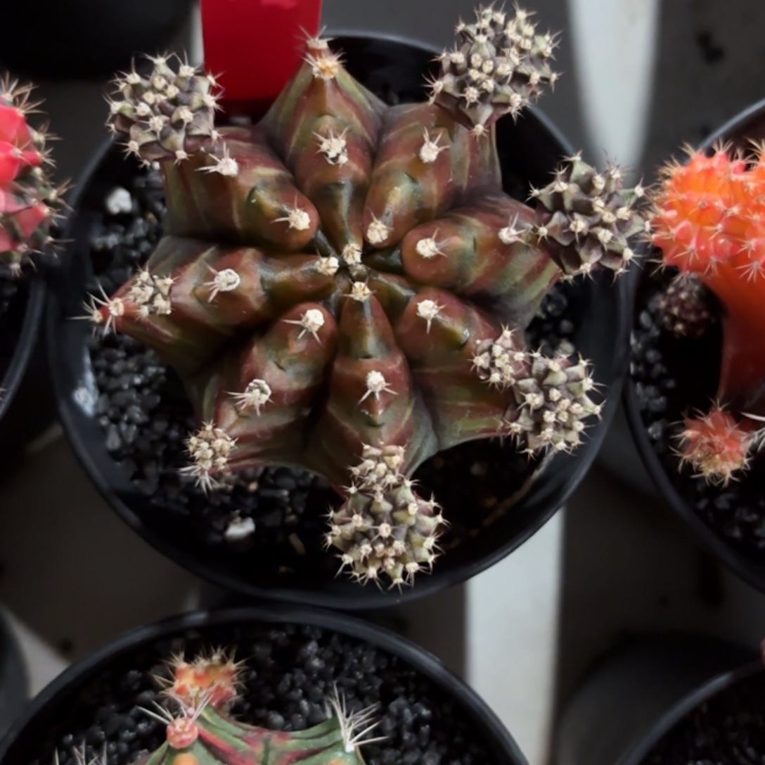 240-1218泰国发货多肉