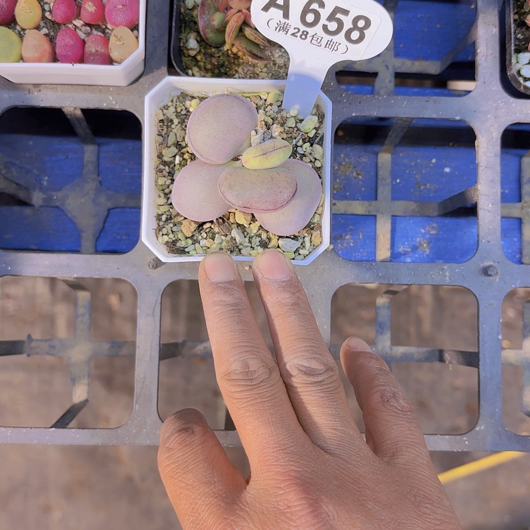 A658球球一物一拍