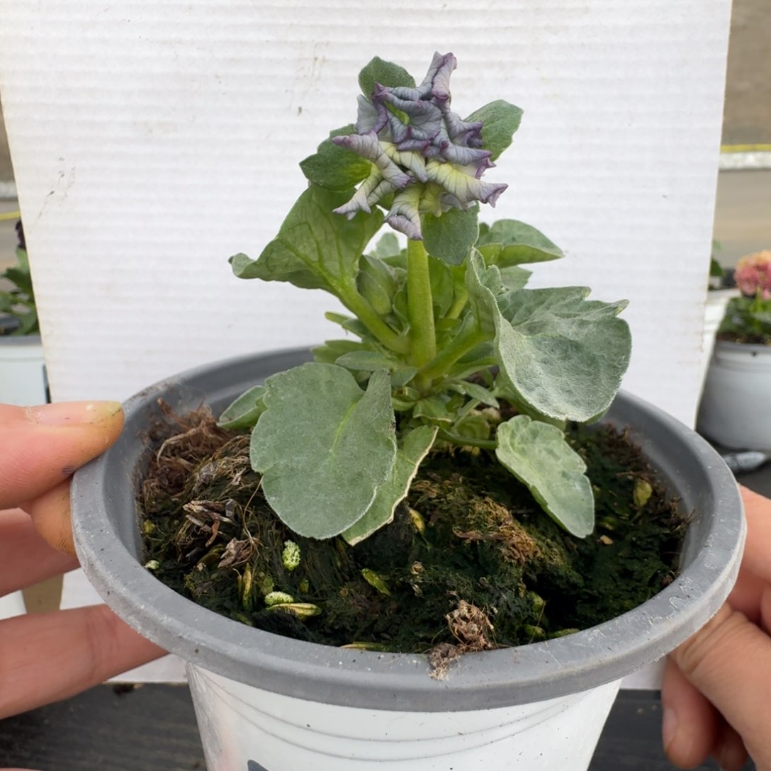 无花朵155号角堇