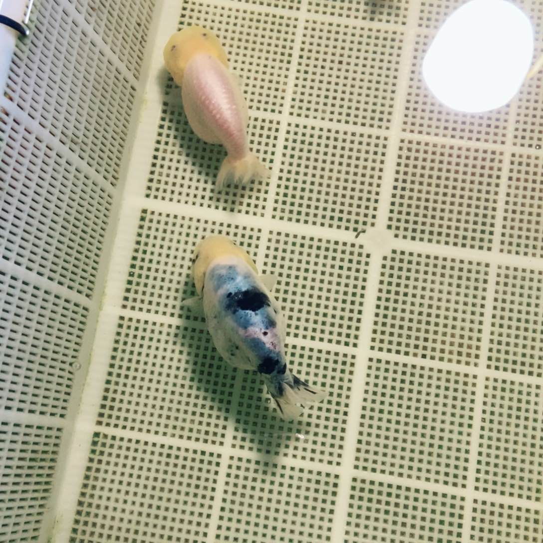 海水鱼溜*哥落地包损包健康