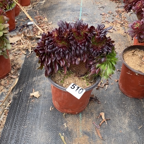 依*儿欧紫缀多肉植物法师不包损