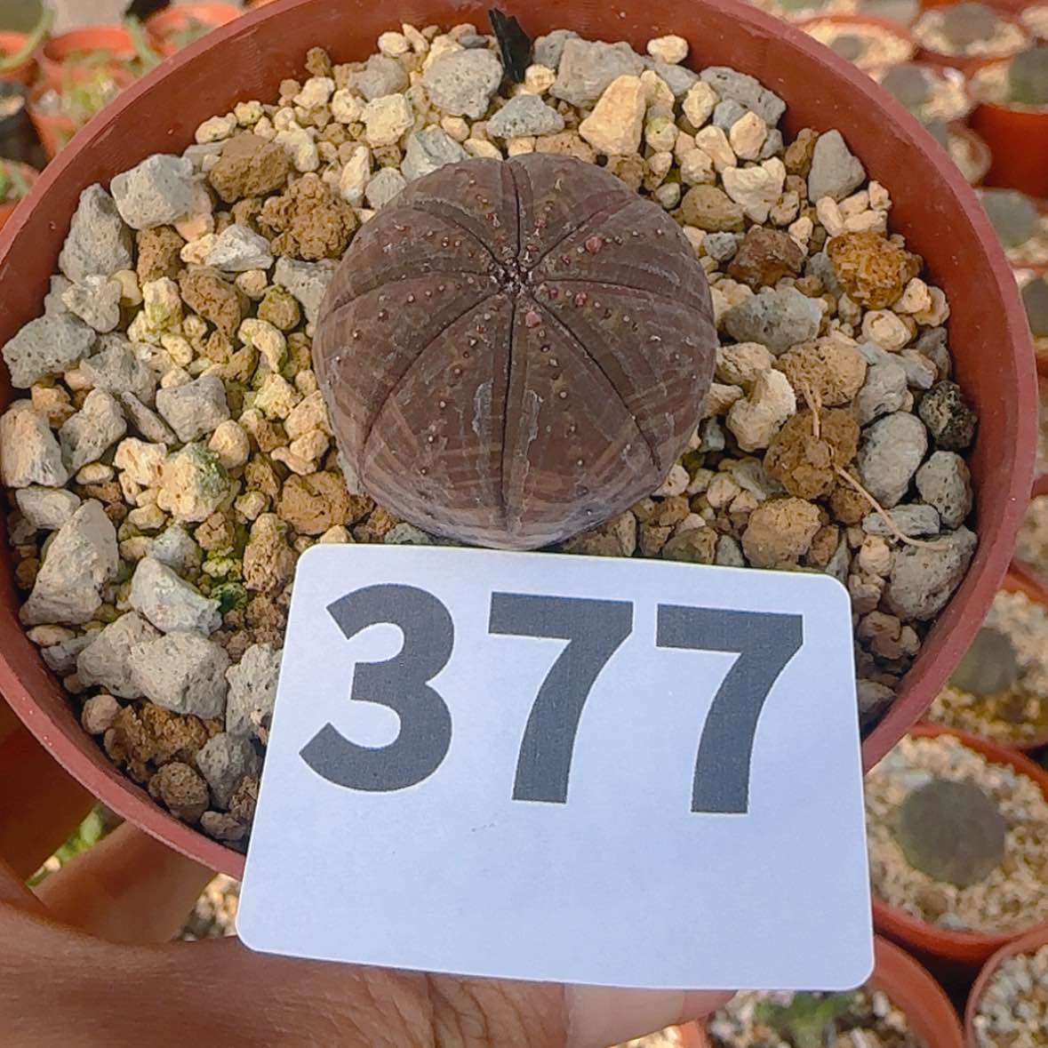 【闪购商品】宗*。块根植物