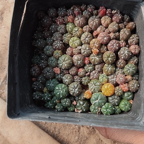 2949处理仙人球苗