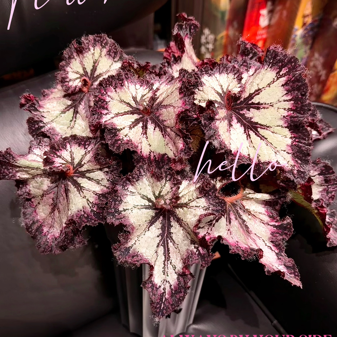 银河系秋海棠盆栽室内观叶赏花绿植适合阳台庭院