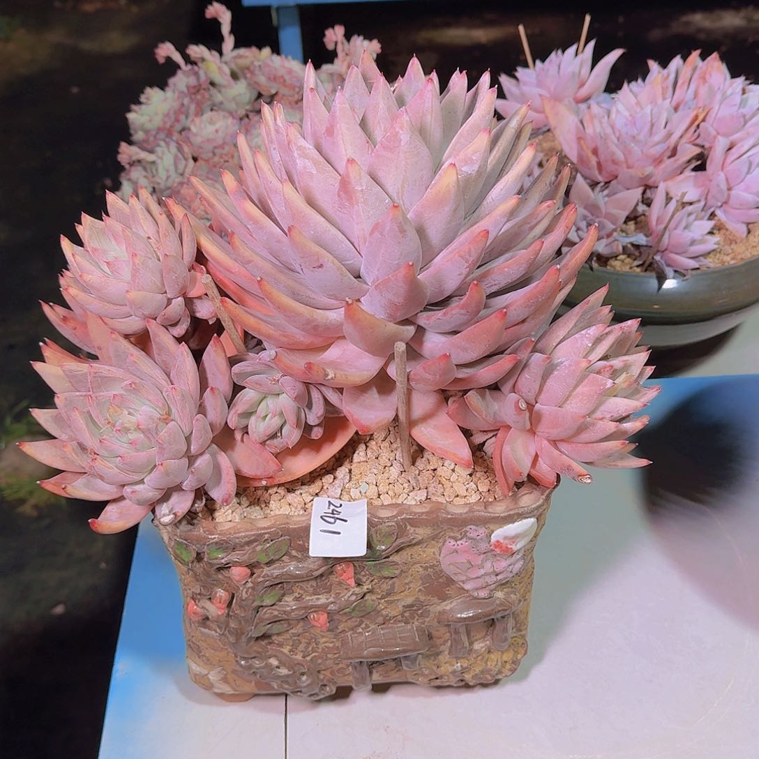 前**事2461圣图带盆多肉