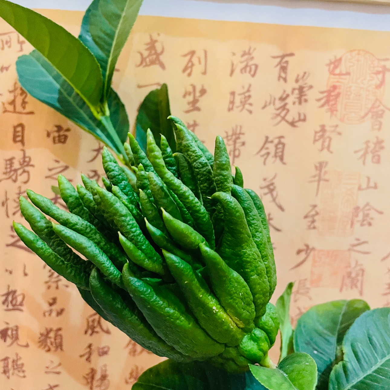 WB云南观赏绿植佛手闻香新鲜切花枝高山清新水培摆件室内观赏香薰