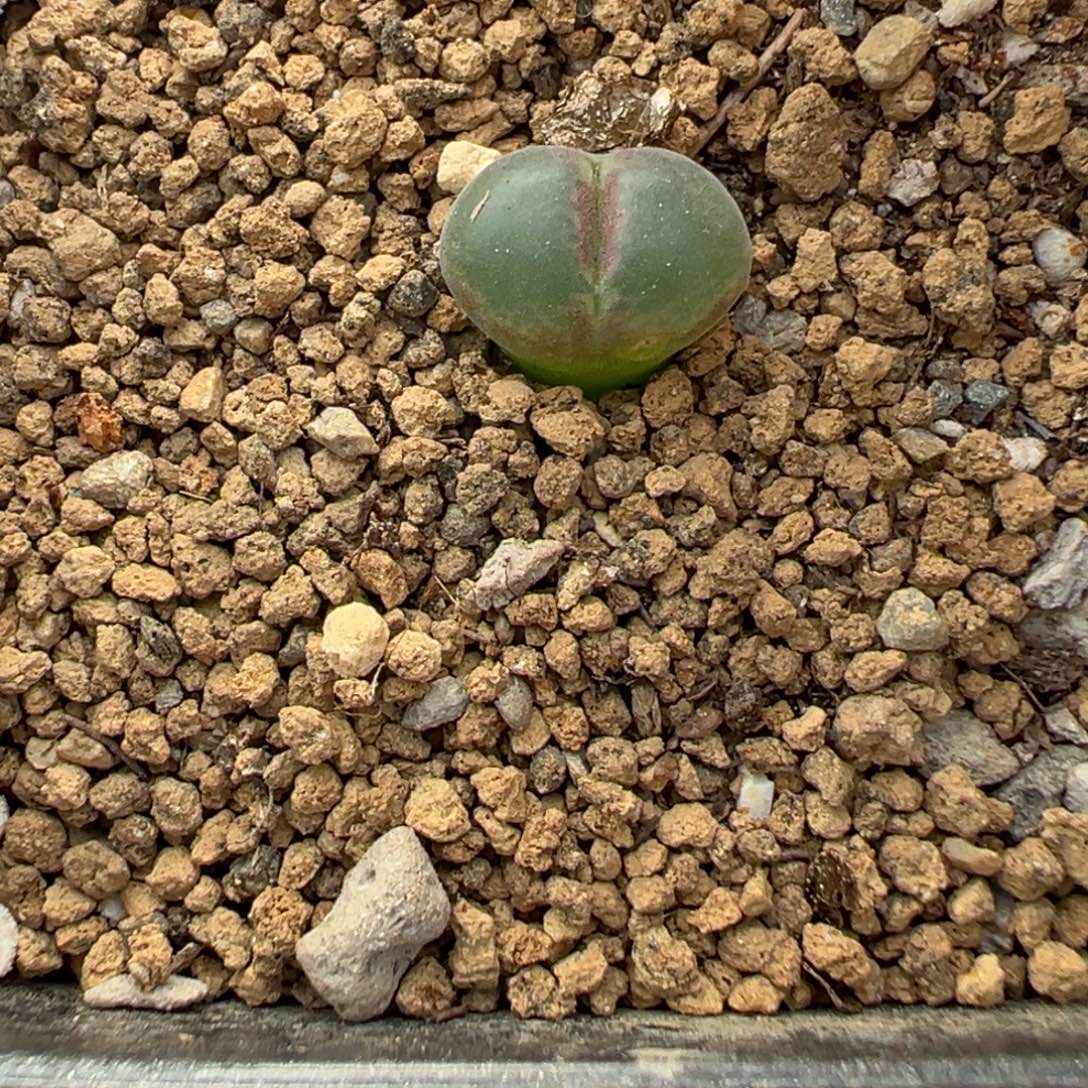 13-09粉红女郎风铃多肉