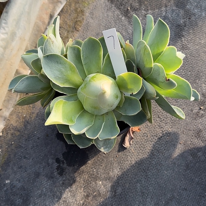 山地玫瑰一物一拍，脱土发，7号，不包断侧芽