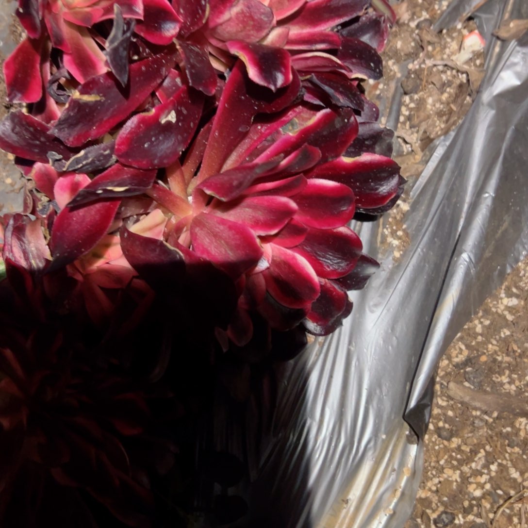 540 号多肉植物新年福利