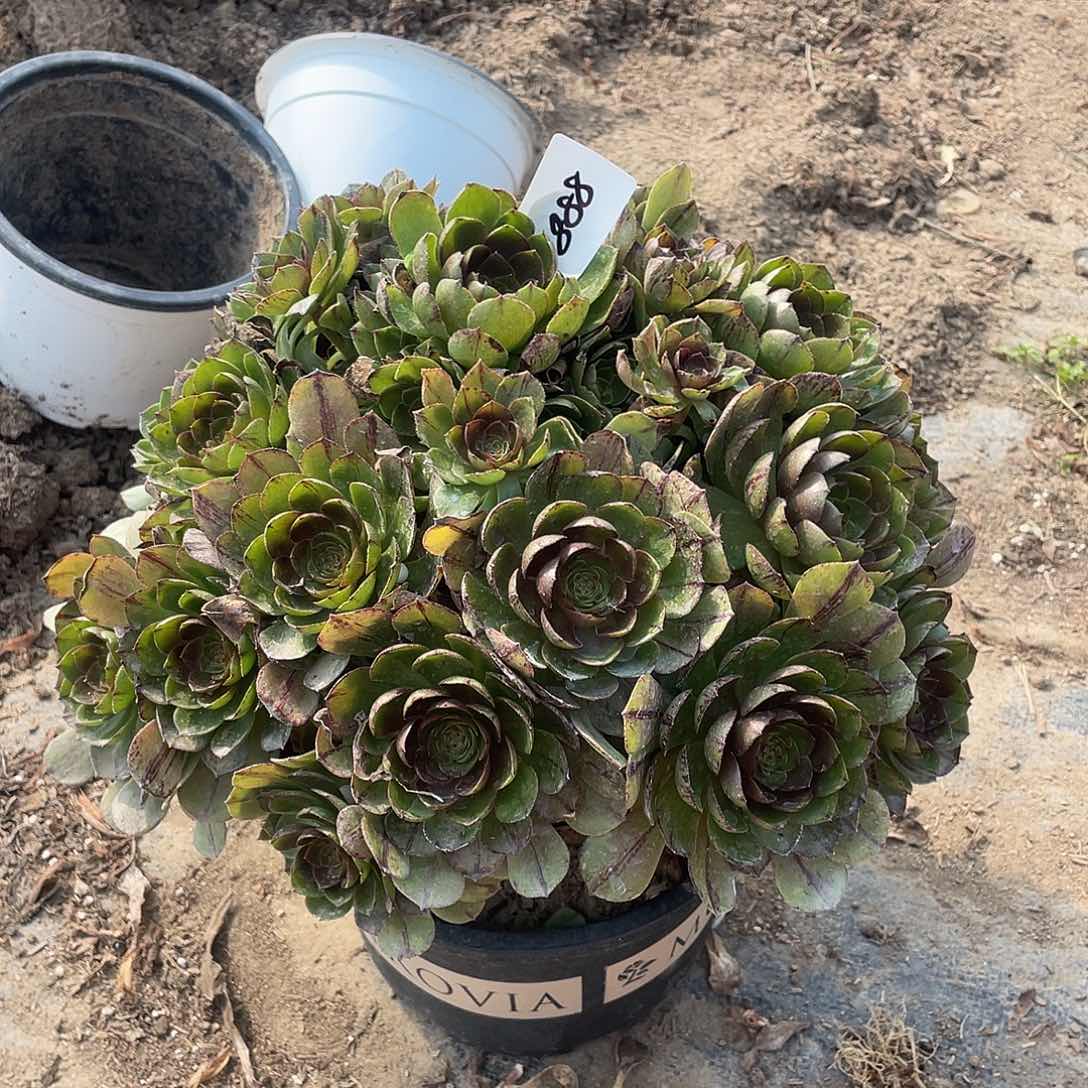 888法师植物万圣节