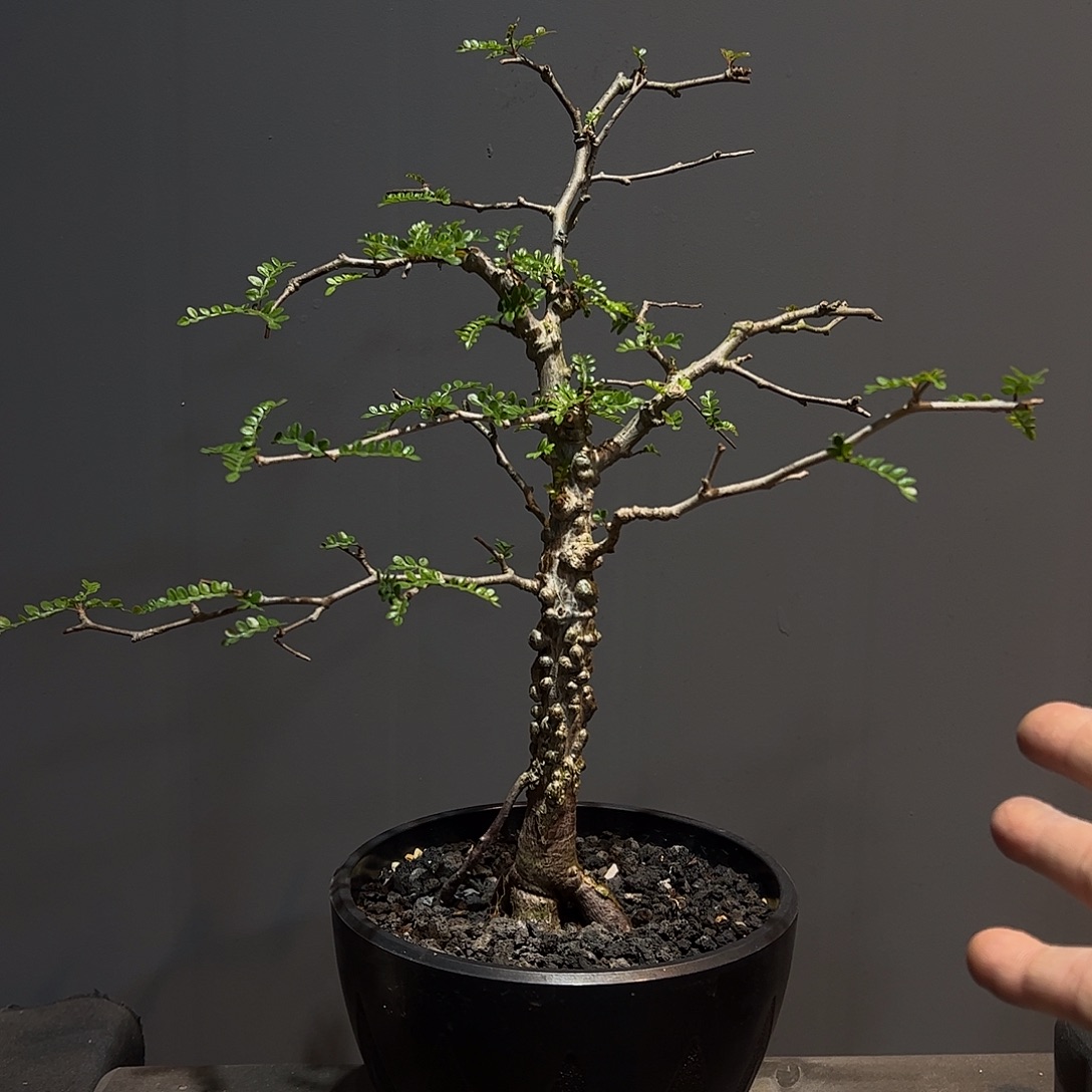 实生爆瘤象足漆树66888