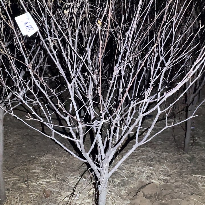 无花朵一物一拍五彩