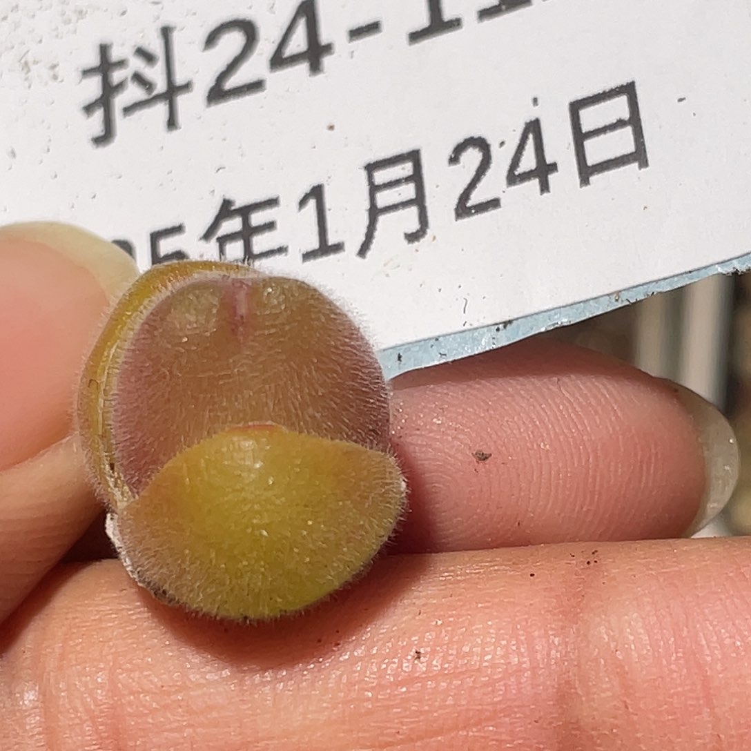 24-112毛翠滴多肉植物
