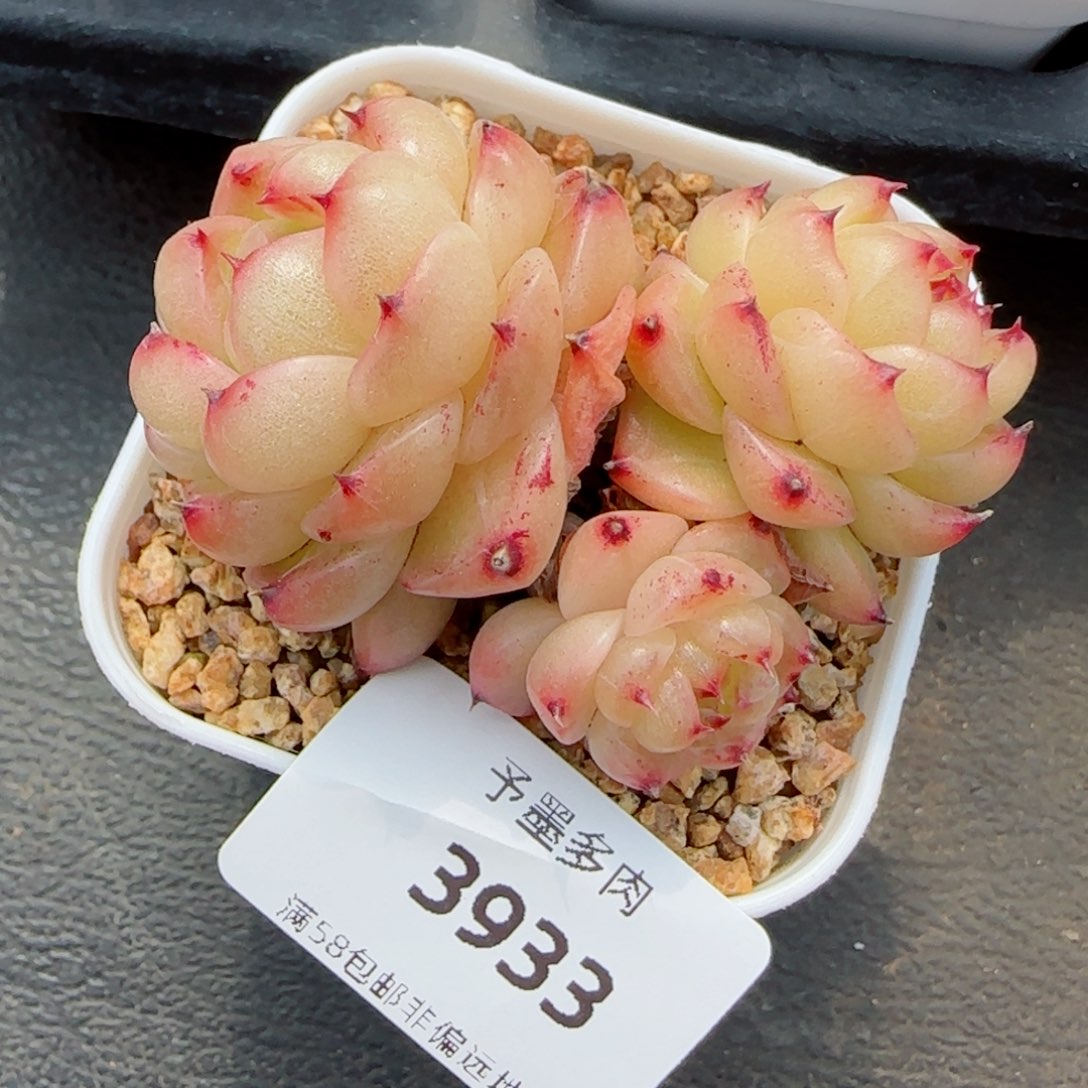 望春风，3933多肉植物