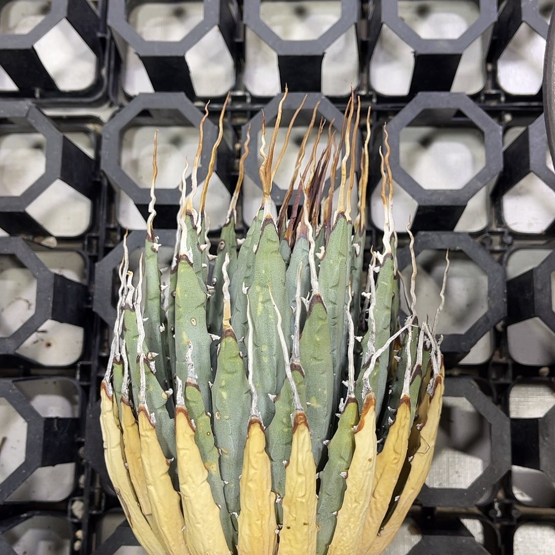 生桩妖炎好养好价